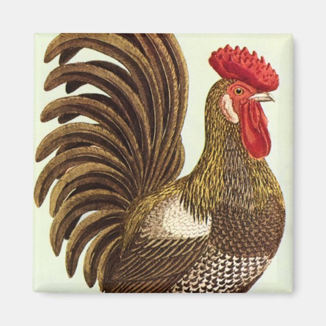 Vintage Farm Animals Chickens, Proud Rooster Magnet (Front)