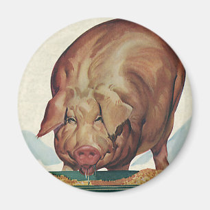 Vintage Farm Animals, Pig Eating Slop at a Trough Magnet