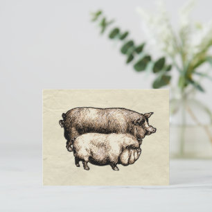 Vintage Farmhouse Pig Country Antique Livestock Postcard