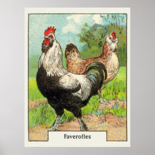 Vintage Faverolles Chicken Poster