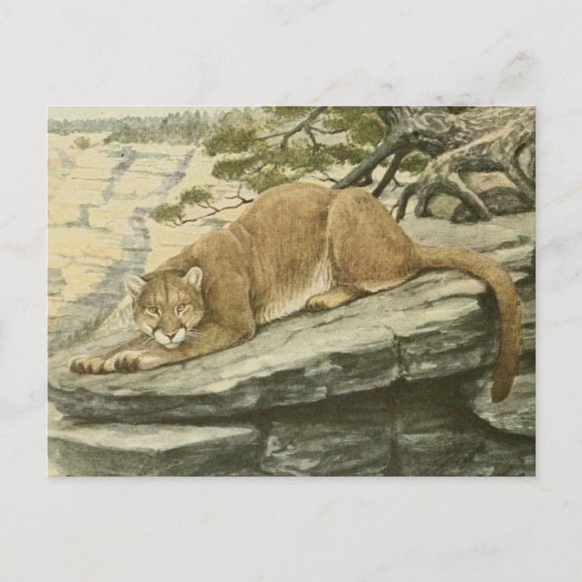Vintage Felis Couguar (Mountain Lion) Postcard (Front)