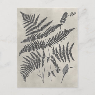 Vintage Ferns Postcard