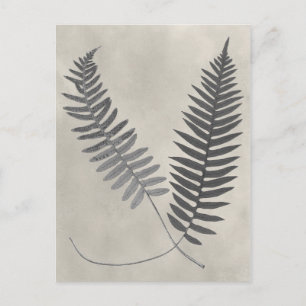 Vintage Ferns Postcard