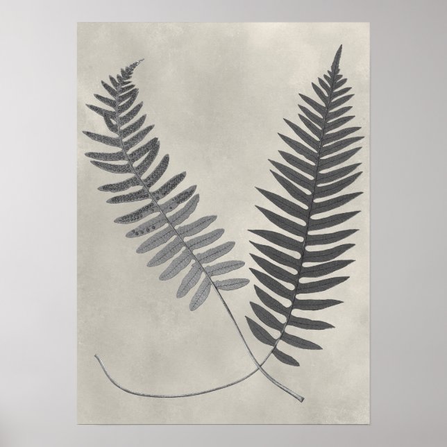 Vintage Ferns Poster (Front)