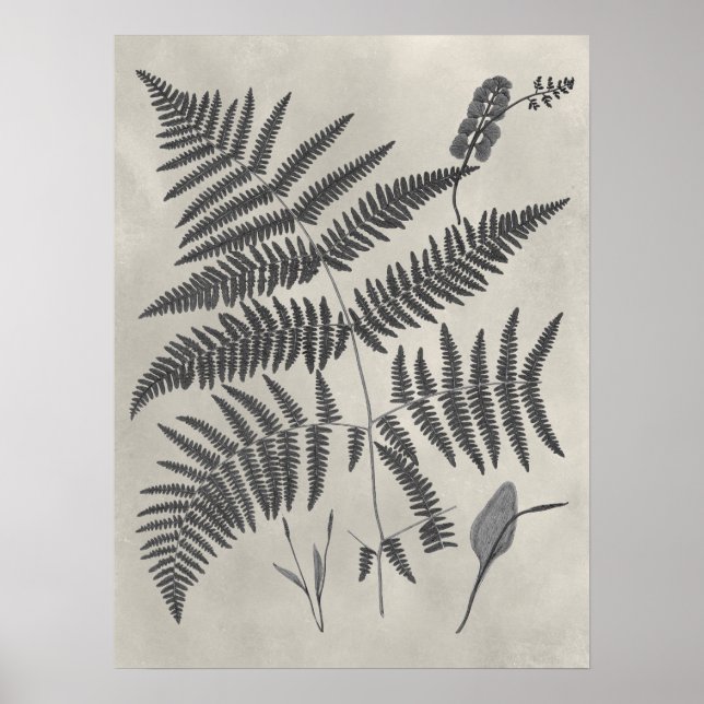 Vintage Ferns Poster (Front)