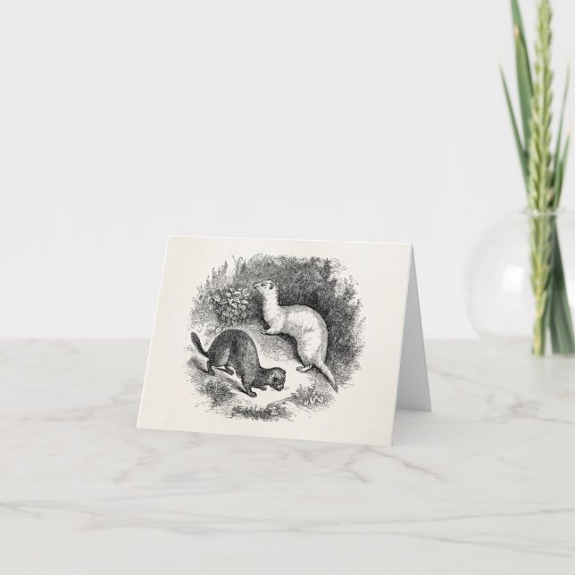 Vintage Ferret 1800s Ferrets Weasels Minks Card (Front)