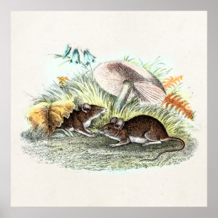 Vintage Field Mouse w Mushrooms Old Retro Mice Poster
