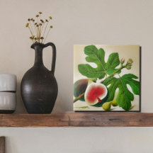 Vintage fig illustration