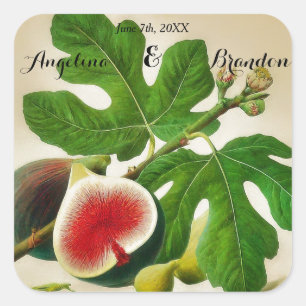 vintage  Fig orchard wedding Square Sticker