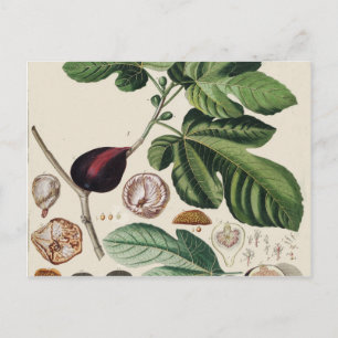 Vintage Figs Botanical Print Postcard