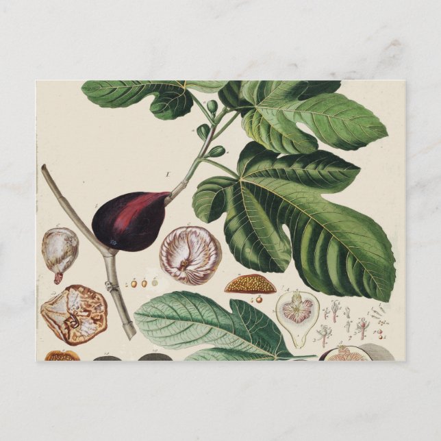 Vintage Figs Botanical Print Postcard (Front)