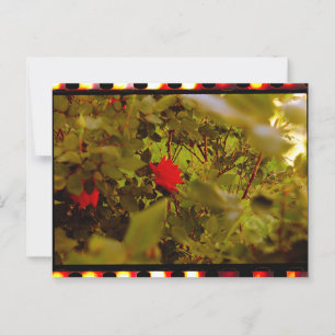 Vintage Film Hidden Rose Postcard