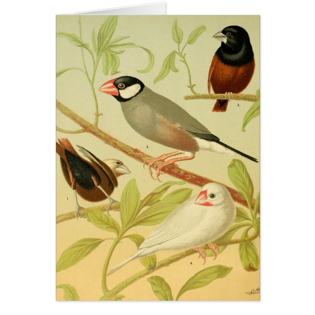 vintage finch and sparrow (Front)