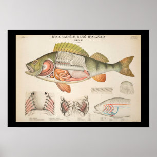 Vintage Fish Anatomy Print