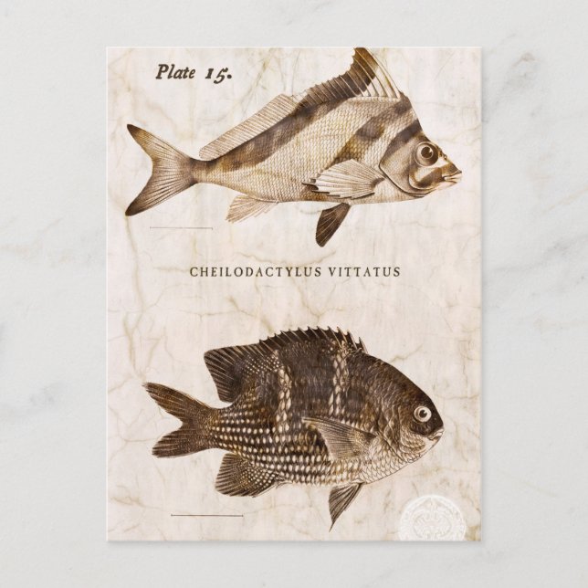 Vintage Fish Antique Marine Retro Sealife  Ocean Postcard (Front)