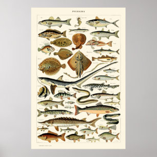 Vintage Fish by Adolphe Millot Poster