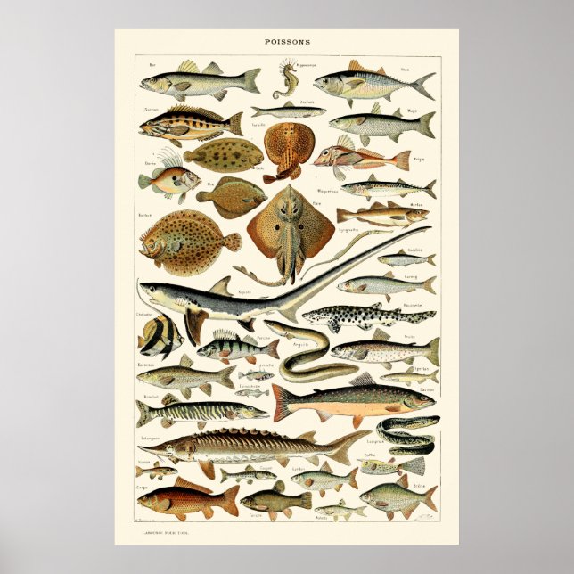 Vintage Fish by Adolphe Millot Poster (Front)
