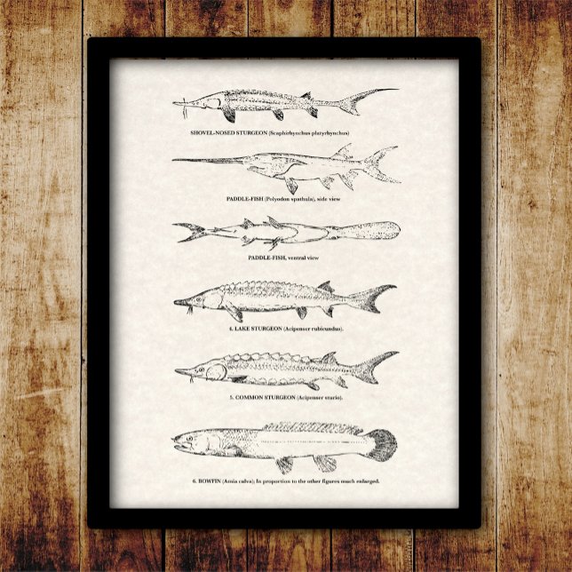 Vintage Fish Chart - Sturgeon and Paddlefish (Creator Uploaded)