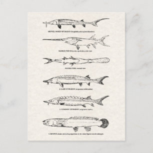 Vintage Fish Chart - Sturgeon and Paddlefish Postcard