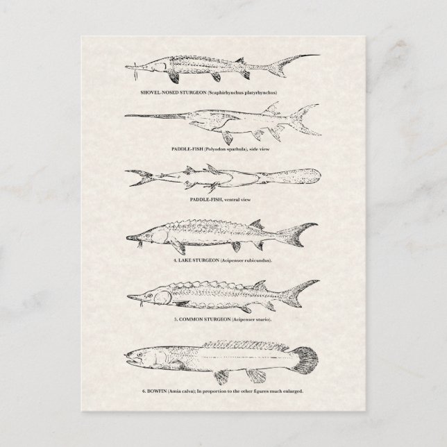 Vintage Fish Chart - Sturgeon and Paddlefish Postcard (Front)