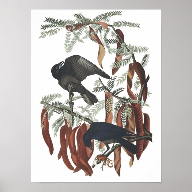 Vintage Fish Crow Poster Print (Front)