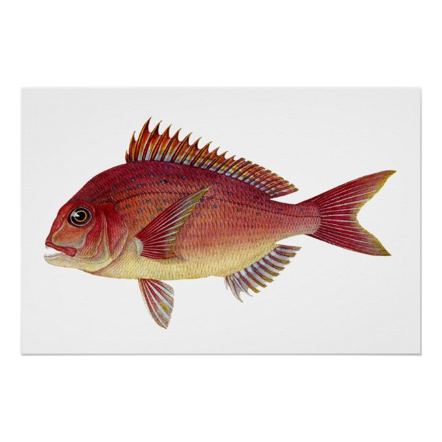 Vintage fish illustration: Red seabream Poster (Front)