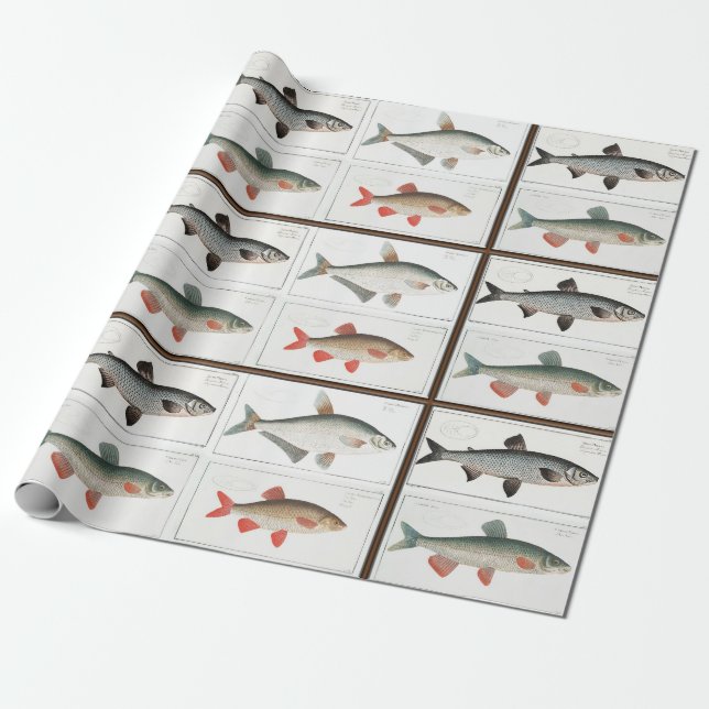 Vintage Fish Illustrations Wrapping Paper (Unrolled)