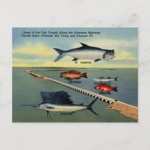 Vintage Fish of Florida Keys Postcard