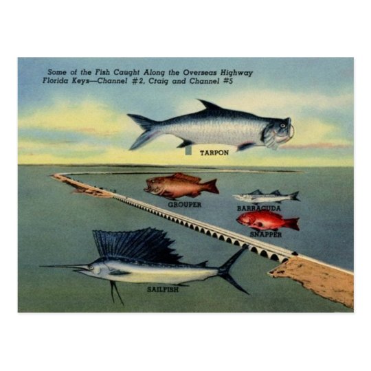 Vintage Fish of Florida Keys Postcard