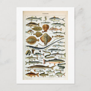 Vintage Fish of the World Postcard