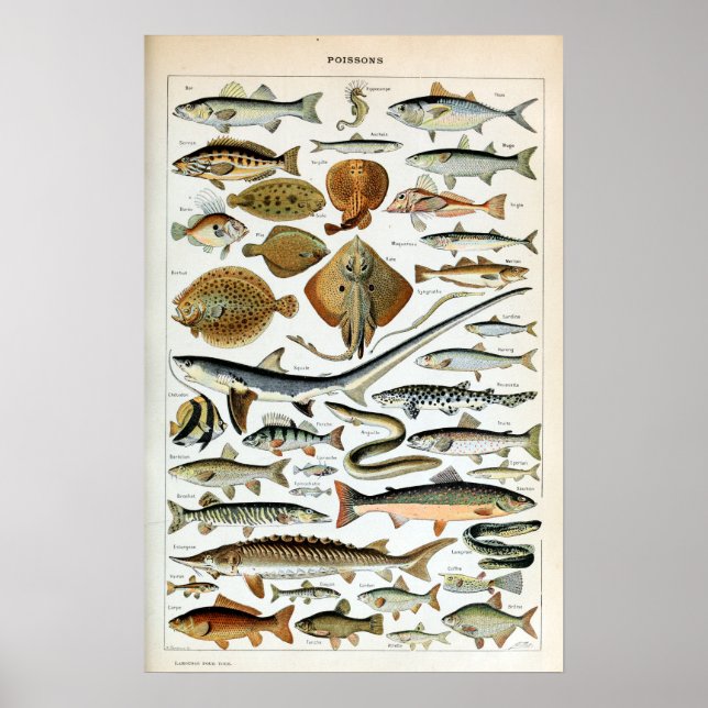 Vintage Fish of the World Poster (Front)