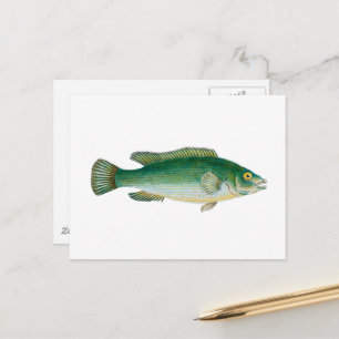 Vintage Fish Postcard