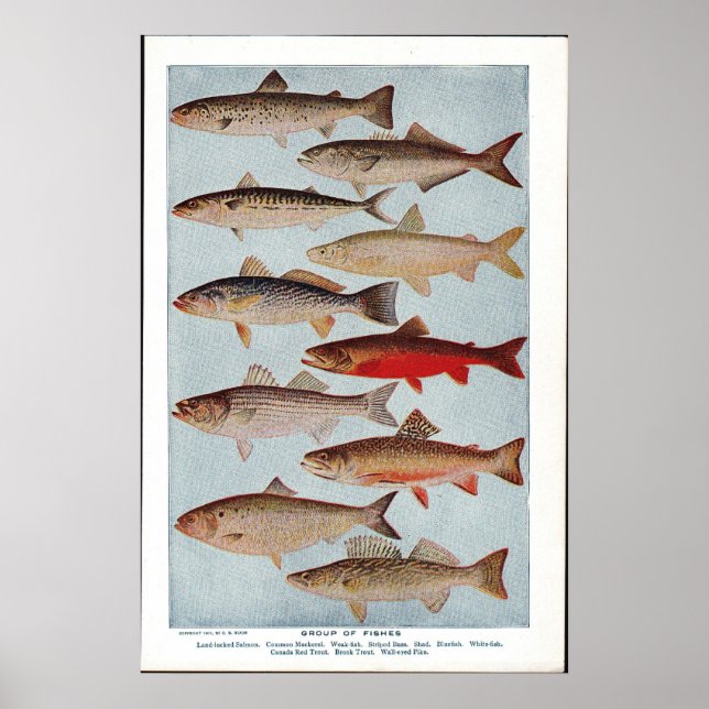 Vintage Fish Poster (Front)