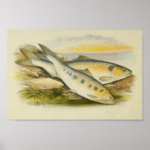 Vintage Fish Print 001   Shads