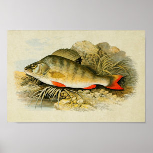 Vintage Fish Print 013 Perch