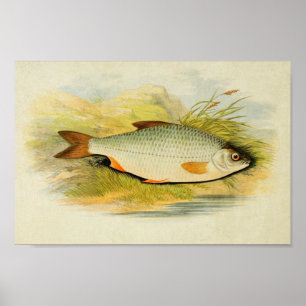 Vintage Fish Print 016   Roach
