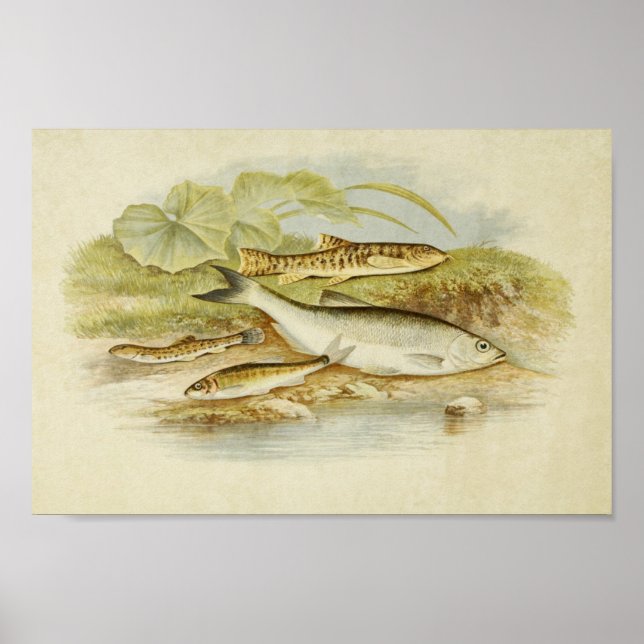 Vintage Fish Print 018 | Loach, Minnow and Bleak (Front)
