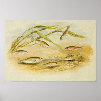 Vintage Fish Print 019 | Sticklebacks