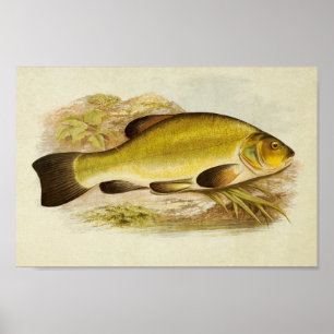 Vintage Fish Print 020 Tench