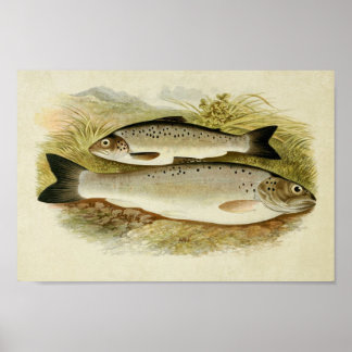 Vintage Fish Print 021 | Black-Finned Trout