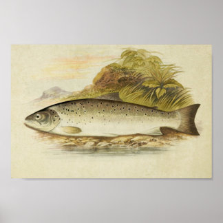 Vintage Fish Print 025 | Galway Sea Trout