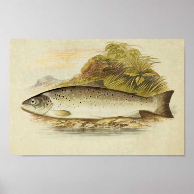 Vintage Fish Print 025 | Galway Sea Trout (Front)