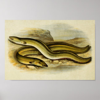 Vintage Fish Print 035 | Sharp & Broad Nosed Eels