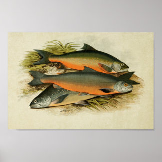 Vintage Fish Print 040 | Assorted Charr