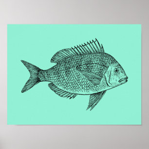 Vintage Fish science illustration Poster
