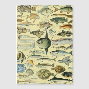 Vintage Fish Scientific Fishing Art