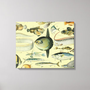Vintage Fish Scientific Fishing Art Canvas Print