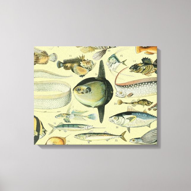 Vintage Fish Scientific Fishing Art Canvas Print (Front)