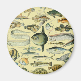 Vintage Fish Scientific Fishing Art Magnet