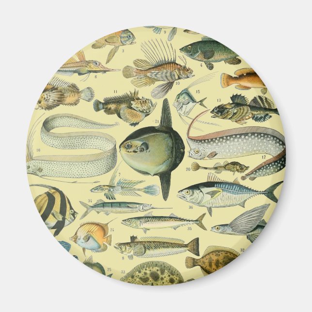 Vintage Fish Scientific Fishing Art Magnet (Front)